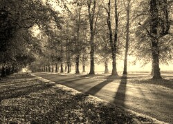 Szary + Sepia