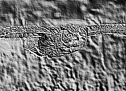 Skamielina