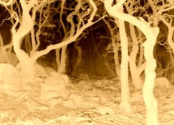 Sepia + Negatyw