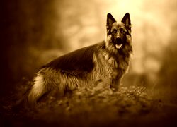 Sepia