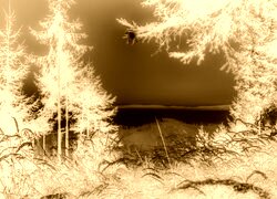 Sepia + Negatyw
