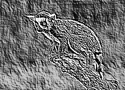 Skamielina