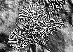 Skamielina