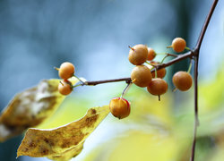 Oryginalny obrazek