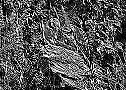 Skamielina