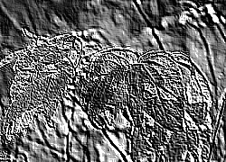 Skamielina