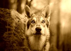 Sepia