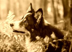 Sepia