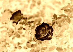 Sepia + Negatyw