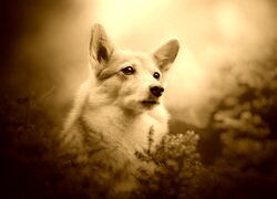 Sepia