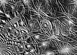 Skamielina
