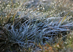 Oryginalny obrazek