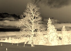 Sepia + Negatyw