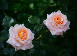 Oryginalny obrazek