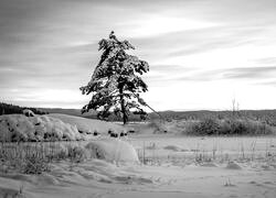 Szary + Sepia