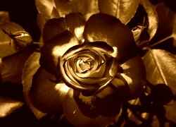 Sepia