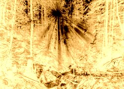 Sepia + Negatyw