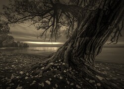 Szary + Sepia