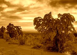 Sepia