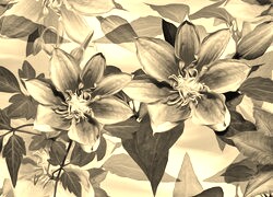 Szary + Sepia