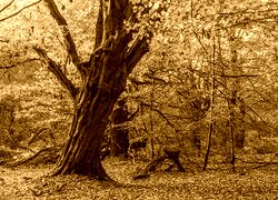 Sepia