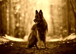 Sepia