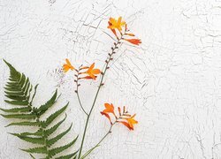 Oryginalny obrazek