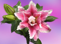 Oryginalny obrazek