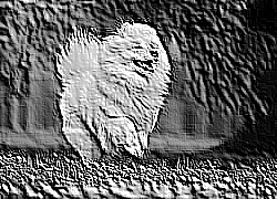 Skamielina