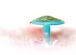 Negatyw