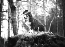 Szary + Sepia