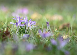 Oryginalny obrazek