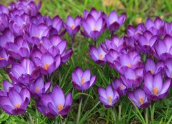 Oryginalny obrazek