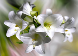Oryginalny obrazek