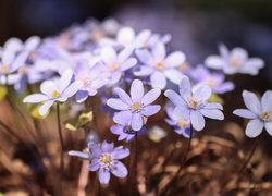 Oryginalny obrazek