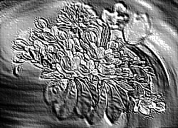 Skamielina