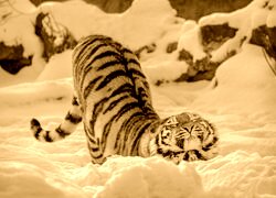 Sepia