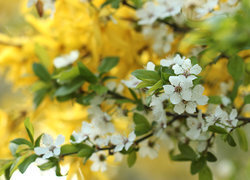 Oryginalny obrazek