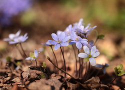 Oryginalny obrazek