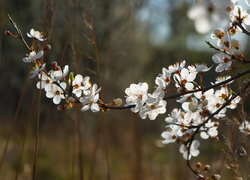 Oryginalny obrazek