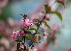 Oryginalny obrazek