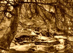Sepia