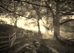 Sepia