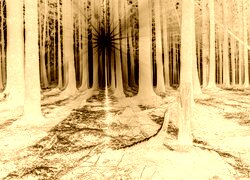 Sepia + Negatyw