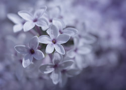 Oryginalny obrazek