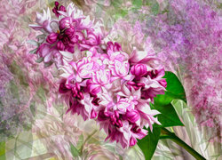 Oryginalny obrazek