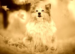 Sepia