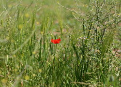 Oryginalny obrazek