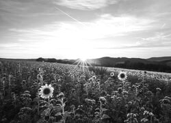 Szary + Sepia