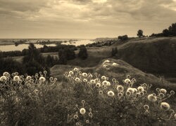 Szary + Sepia